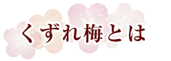 くずれ梅とは